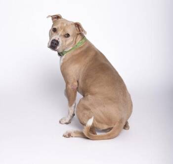 Lalita -  Mixed Breed and Pit Bull Terrier Dog for Adoption in Austin, Texas - Lalita | PetCurious