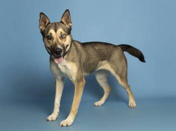 German Shepherd Dog and Husky Dogs Available for Adoption - STARFIRE | PetCurious