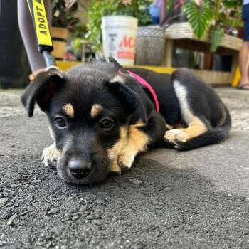 Ruger AKA Little Bear -  German Shepherd Dog and Husky Dog for Adoption in Newport, North Carolina - Ruger AKA Little Bear | PetCurious
