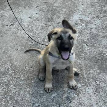 Captain Lee -  German Shepherd Dog Dog for Adoption in Tulsa, Oklahoma - Captain Lee | PetCurious