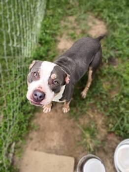 Woody -  American Bulldog and Staffordshire Bull Terrier Dog for Adoption in Albany, Georgia - Woody | PetCurious