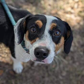 Rescue Beagle and Mixed Breed Dogs for Adoption in Fulton, Texas - Laverne | PetCurious