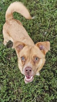 Bingo -  Chihuahua and Mixed Breed Dog for Adoption in West Peoria, Illinois - Bingo | PetCurious