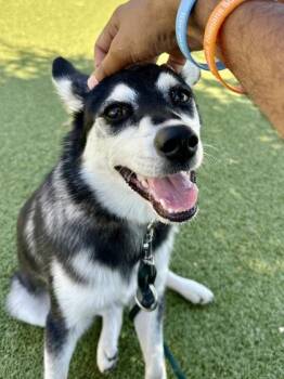 Caldera -  Mixed Breed Dog for Adoption in Wichita, Kansas - Caldera | PetCurious