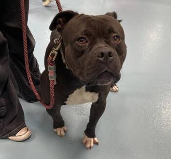 Pax -  Mixed Breed and Pit Bull Terrier Dog for Adoption - Pax | PetCurious