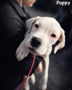 Boxer Dogs Available for Adoption - Litter - Poppy | PetCurious