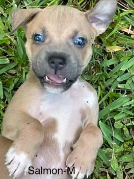 Salmon -  American Staffordshire Terrier Dog for Adoption in St. Augustine, Florida - Salmon | PetCurious