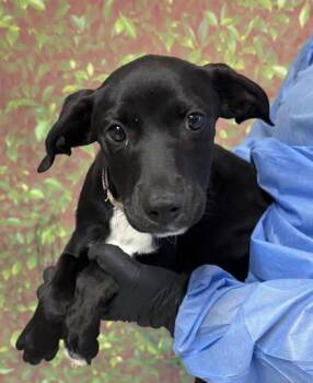Maude -  Labrador Retriever and Mixed Breed Dog for Adoption in San Antonio, Texas - Maude | PetCurious