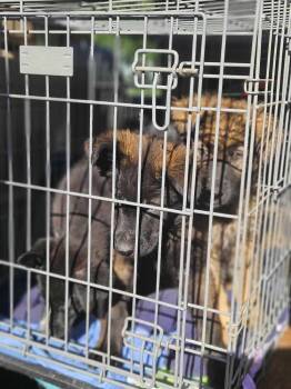 Rumrunner -  Shepherd Dog for Adoption in Lakeland, Florida - Rumrunner | PetCurious