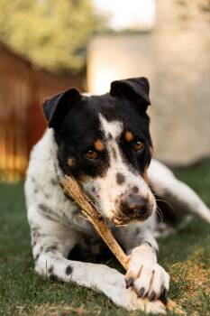 Kiko -  Mixed Breed Dog for Adoption in Mississauga, Ontario - Kiko | PetCurious