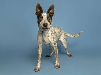 Australian Cattle Dog Blue Heeler Dogs Available for Adoption in Phoenix, Arizona - BINGO | PetCurious