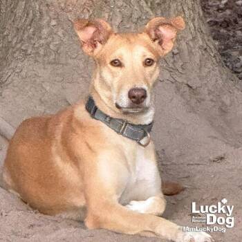Mia -  Shepherd and Hound Dog for Adoption in Washington, District Of Columbia - Mia | PetCurious