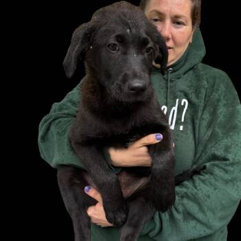 Collie and Black Labrador Retriever Dogs Available for Adoption in Stormville, New York - NY Cricket Avail May 30 (Wabeeka Campground Copake NY) | PetCurious