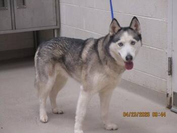 Siberian Husky Dogs Available for Adoption in Marietta, Georgia - Stella (16) | PetCurious