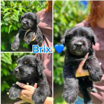 Brix -  Terrier and Australian Shepherd Dog for Adoption in Byrdstown, Tennessee - Brix | PetCurious