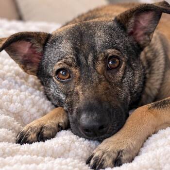 Sugar -  Shepherd Dog for Adoption in Huntington, New York - Sugar | PetCurious
