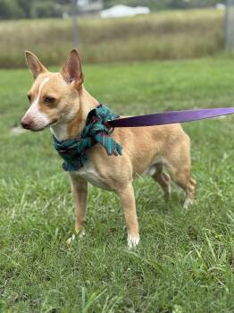 Keno -  Chihuahua Dog for Adoption in New Orleans, Louisiana - Keno | PetCurious