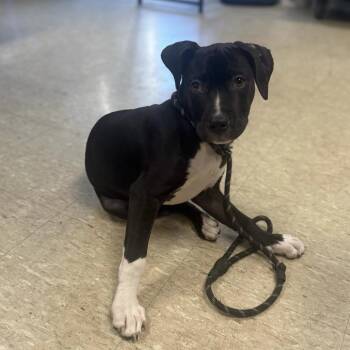 Expresso -  Pit Bull Terrier and Labrador Retriever Dog for Adoption in East St. Louis, Illinois - Expresso | PetCurious
