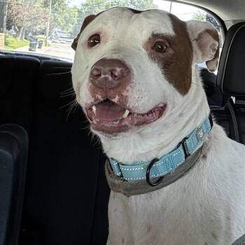 Daisy -  Mixed Breed Dog for Adoption in Davenport, Iowa - Daisy | PetCurious