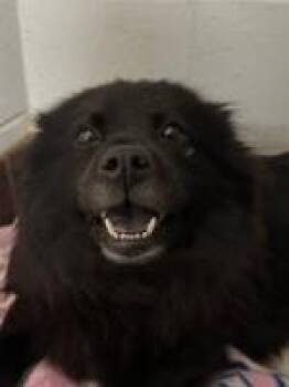 Chow Chow Dogs Available for Adoption in Milton, Georgia - Minnie Driver | PetCurious