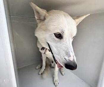 SVEN -  German Shepherd Dog and Siberian Husky Dog for Adoption in Houston, Texas - SVEN | PetCurious
