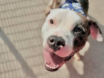 ZIGGY -  Pit Bull Terrier Dog for Adoption in Tulsa, Oklahoma - ZIGGY | PetCurious