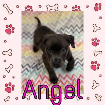 Angel -  Pit Bull Terrier and Mixed Breed Dog for Adoption in Royse City, Texas - Angel | PetCurious