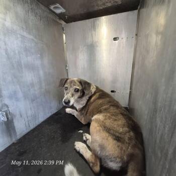 Australian Shepherd Dogs Available for Adoption in San Antonio, Texas - BERNARD | PetCurious