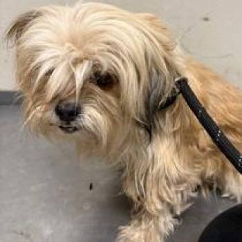 Tabitha -  Shih Tzu and Terrier Dog for Adoption in Scottsdale, Arizona - Tabitha | PetCurious
