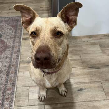 Nala -  Basset Hound and American Staffordshire Terrier Dog for Adoption in Choctaw, Oklahoma - Nala | PetCurious