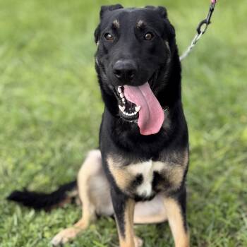 Malibu -  German Shepherd Dog Dog for Adoption in Delray Beach, Florida - Malibu | PetCurious