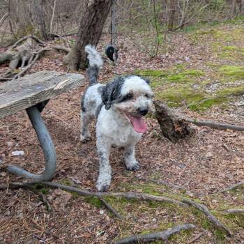 Tuckin -  Shih Poo Dog for Adoption in New York, New York - Tuckin | PetCurious