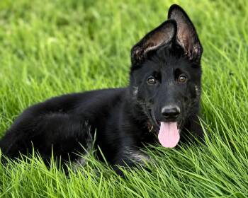 Cypress (aka Bear) -  German Shepherd Dog Dog for Adoption in Silvana, Washington - Cypress (aka Bear) | PetCurious