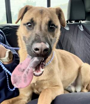 Mixed Breed Dogs Available for Adoption - Churro  | PetCurious