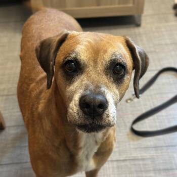 Loretta -  Mixed Breed Dog for Adoption in Oak Brook, Illinois - Loretta | PetCurious