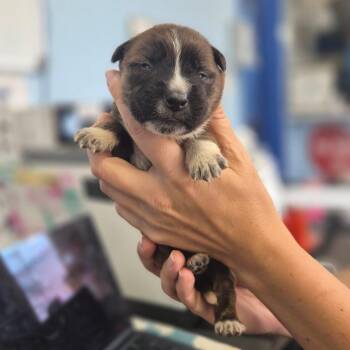 McDonald -  Labrador Retriever Dog for Adoption in Wahiawa, Hawaii - McDonald | PetCurious