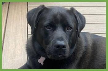 Lucy -  Great Pyrenees and Labrador Retriever Dog for Adoption in Amherst, Massachusetts - Lucy | PetCurious