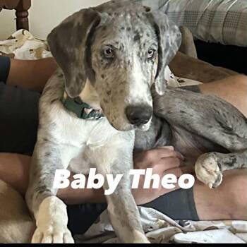 Rescue Great Dane Dogs for Adoption in Lone Oak, Texas - Theo | PetCurious