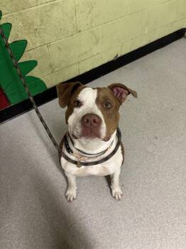 Pit Bull Terrier Dogs Available for Adoption in Indianapolis, Indiana - MELLO | PetCurious