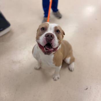 Bingo -  Mixed Breed Dog for Adoption in Spokane, Washington - Bingo | PetCurious