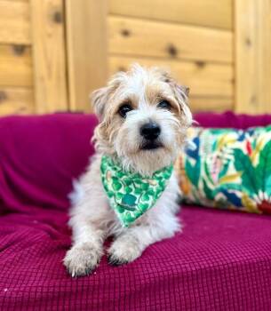 Bitty Bob Your Scruffy Fluffy Bubby -  Cairn Terrier and Jack Russell Terrier Dog for Adoption in Friendswood, Texas - Bitty Bob Your Scruffy Fluffy Bubby | PetCurious
