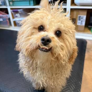 Shih Tzu and Poodle Dogs Available for Adoption in Riverwoods, Illinois - Shiloh | PetCurious