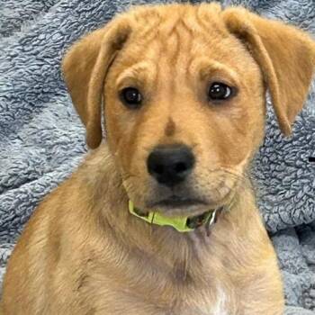 Rottweiler and Great Pyrenees Dogs Available for Adoption in Krum, Texas - Chester | PetCurious