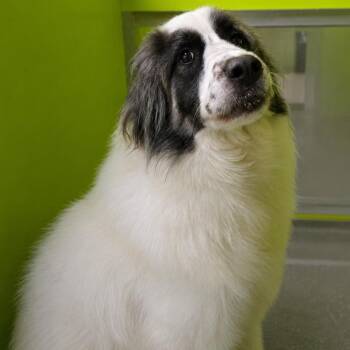 Queenie -  Great Pyrenees Dog for Adoption in San Jacinto, California - Queenie | PetCurious