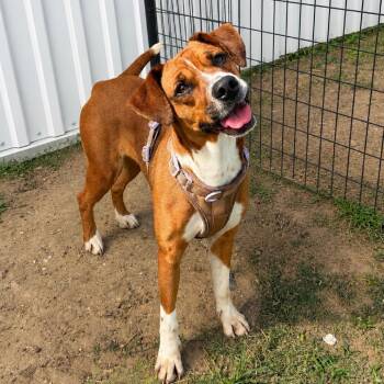 Noel -  Boxer Dog for Adoption in Anderson, Texas - Noel | PetCurious