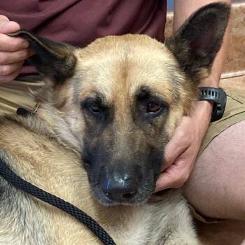 Rescue German Shepherd Dog Dogs for Adoption in Tulsa, Oklahoma - Brutus | PetCurious