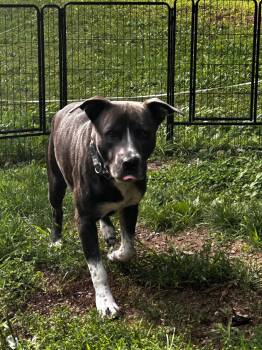 Dozer -  Pit Bull Terrier Dog for Adoption in Albany, New York - Dozer | PetCurious