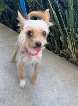ZACK -  Yorkshire Terrier Dog for Adoption in San Jose, California - ZACK | PetCurious