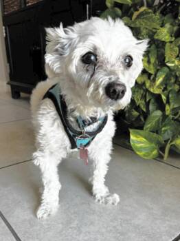 Maltese Dogs Available for Adoption - Q-tip | PetCurious