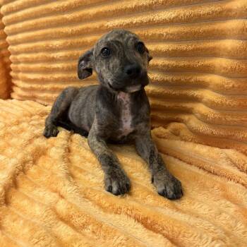 Beyonce -  Labrador Retriever and Mixed Breed Dog for Adoption in Kanab, Utah - Beyonce | PetCurious